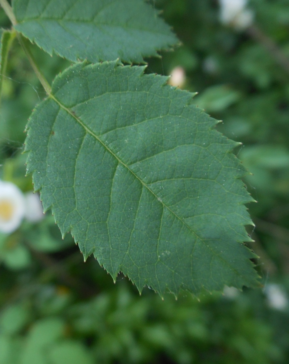Rosa nitidula Besser